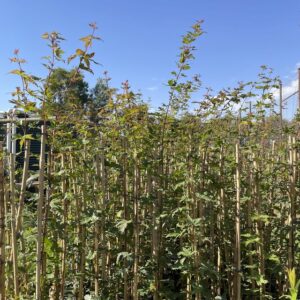 Microbiome delivering maximum results