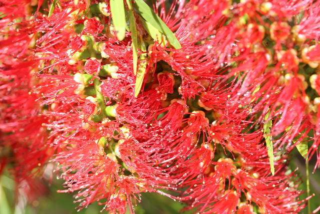 Climate-hardy seedlings